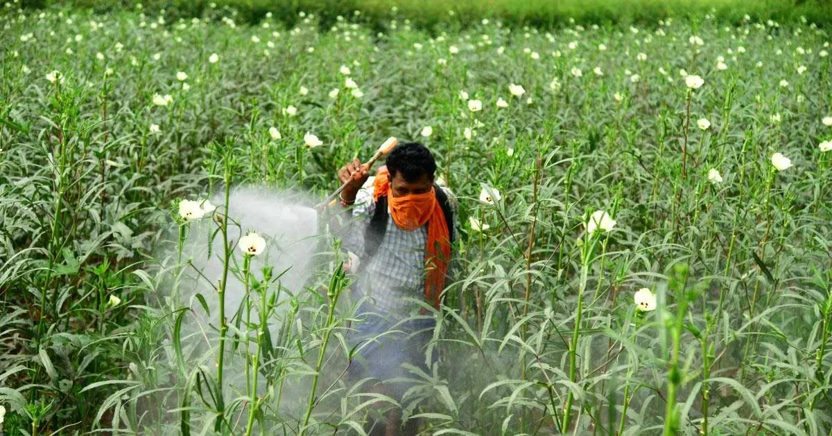 કેન્સરકારી કીટનાશકોનો ભારતમાં અનેક ખેતરોમાં હજુ પણ વ્યાપક ઉપયોગ થઈ રહ્યો હોવાનું ચિંતાજનક રીતે સામે આવ્યું છે, જે ખેતી, પર્યાવરણ અને લોકોના સ્વાસ્થ્ય પર ગંભીર અસર ઊભી કરી શકે છે.