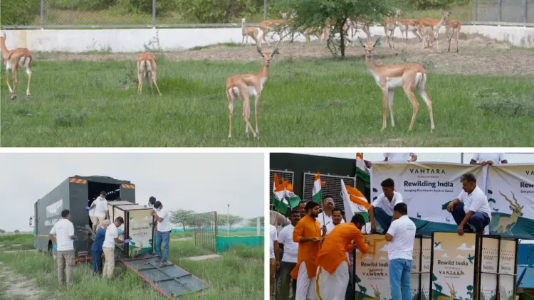 કચ્છના બન્નીના ઘાસિયા મેદાનમાં 20 કાળિયારને મુક્ત કરવામાં આવ્યા છે. વન્યજીવ સંરક્ષણ અને પર્યાવરણ જાળવણી માટે ‘વનતારા’ તથા ગુજરાત વન વિભાગે સાથે મળીને આ મહત્વપૂર્ણ અને ઐતિહાસિક પગલું ભર્યું છે.